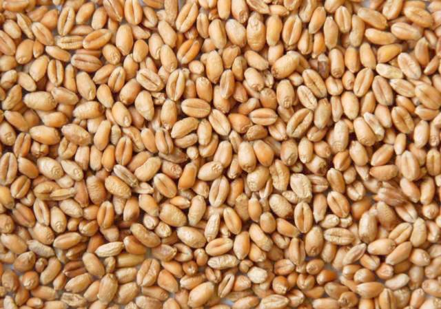 wheat_grain